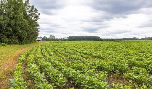 View of local wilderness with rural landscape and