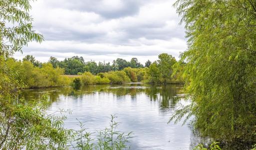 Water view with a forest