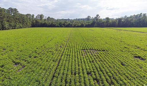 View of green lawn featuring agricultural plots, a