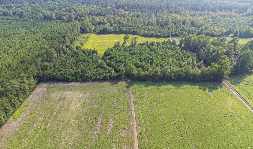 Bird's eye view of a forest
