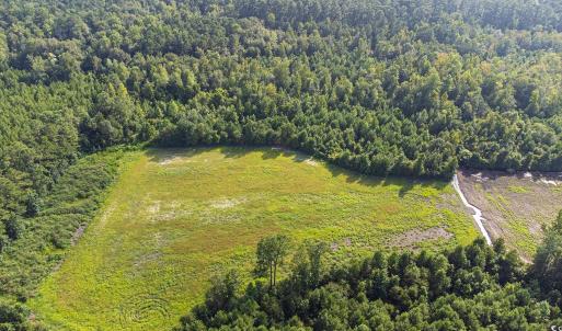 Aerial view of a forest