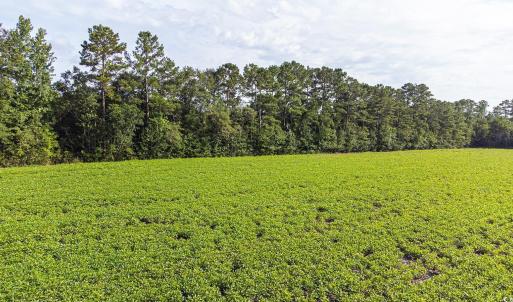 View of grassy yard with a forest view