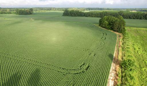 Photo #14 of 1335 Norwood Rd., Olanta, SC 175.0 acres