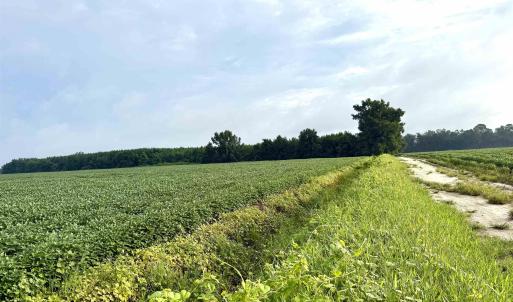 Photo #12 of 1335 Norwood Rd., Olanta, SC 175.0 acres