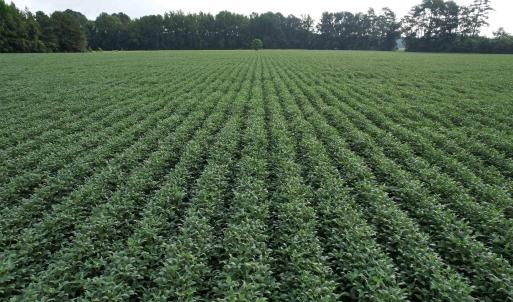 Photo #25 of 1335 Norwood Rd., Olanta, SC 175.0 acres