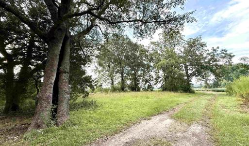 Photo #5 of 1335 Norwood Rd., Olanta, SC 175.0 acres