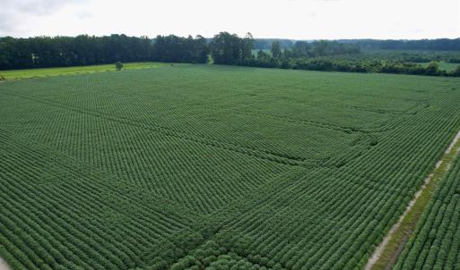 Photo #30 of 1335 Norwood Rd., Olanta, SC 175.0 acres