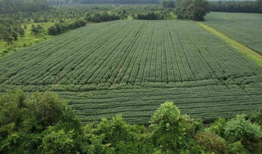 Photo #35 of 1335 Norwood Rd., Olanta, SC 175.0 acres