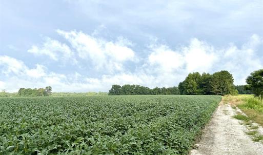 Photo #11 of 1335 Norwood Rd., Olanta, SC 175.0 acres