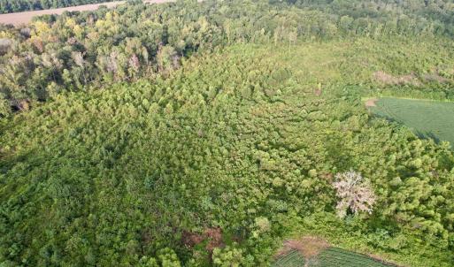 Photo #4 of 1335 Norwood Rd., Olanta, SC 175.0 acres