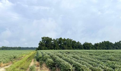 Photo #10 of 1335 Norwood Rd., Olanta, SC 175.0 acres