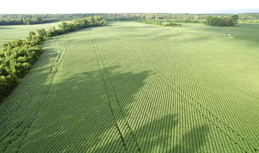 Photo #15 of 1335 Norwood Rd., Olanta, SC 175.0 acres