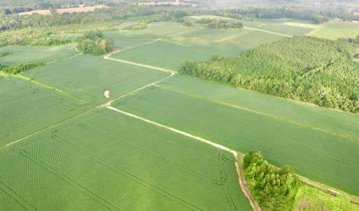 Photo #2 of 1335 Norwood Rd., Olanta, SC 175.0 acres