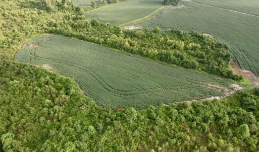 Photo #21 of 1335 Norwood Rd., Olanta, SC 175.0 acres