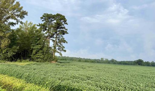 Photo #7 of 1335 Norwood Rd., Olanta, SC 175.0 acres