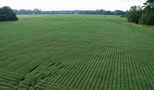 Photo #23 of 1335 Norwood Rd., Olanta, SC 175.0 acres