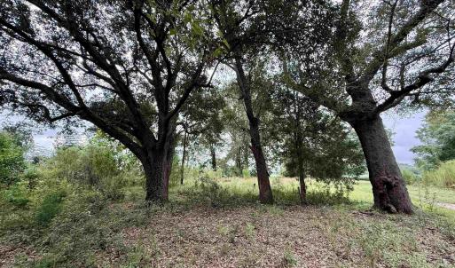 Photo #6 of 1335 Norwood Rd., Olanta, SC 175.0 acres