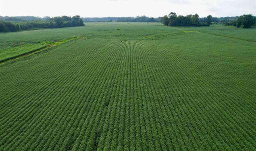 Photo #24 of 1335 Norwood Rd., Olanta, SC 172.0 acres