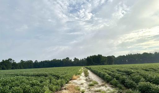 Photo #9 of 1335 Norwood Rd., Olanta, SC 172.0 acres