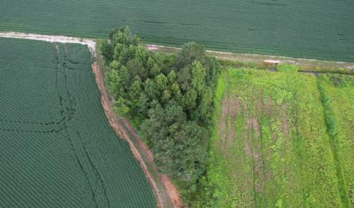 Photo #37 of 1335 Norwood Rd., Olanta, SC 172.0 acres