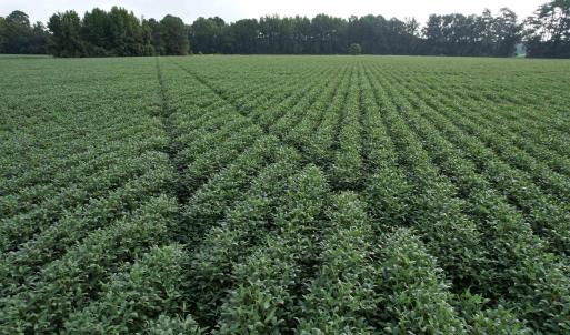 Photo #13 of 1335 Norwood Rd., Olanta, SC 172.0 acres