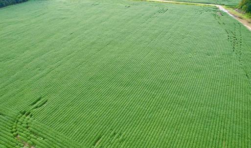 Photo #22 of 1335 Norwood Rd., Olanta, SC 172.0 acres