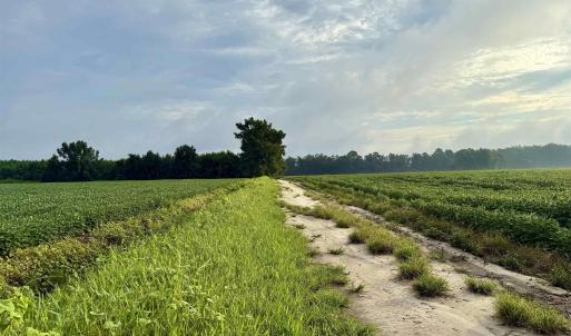 Photo #8 of 1335 Norwood Rd., Olanta, SC 172.0 acres