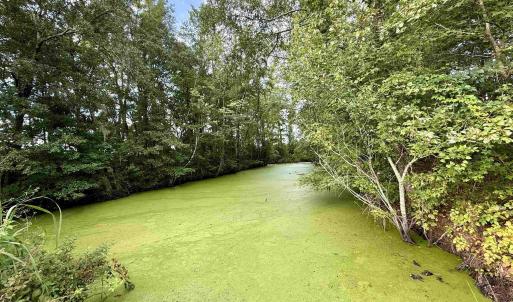 Photo #20 of 1335 Norwood Rd., Olanta, SC 172.0 acres