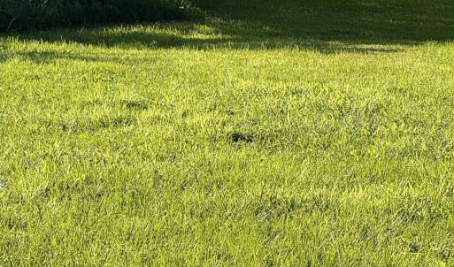View of grassy yard