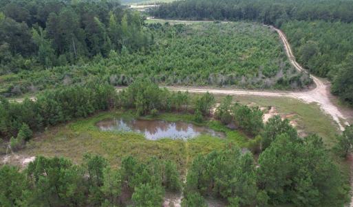 Photo #2 of 97.83 Acres-TBD Sugar Hill Fox Rd., Pamplico, SC 97.8 acres