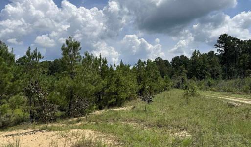 Photo #20 of 97.83 Acres-TBD Sugar Hill Fox Rd., Pamplico, SC 97.8 acres