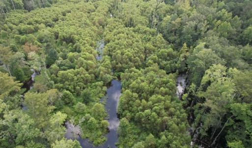 Photo #5 of 97.83 Acres-TBD Sugar Hill Fox Rd., Pamplico, SC 97.8 acres