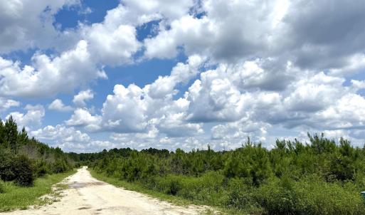 Photo #23 of 97.83 Acres-TBD Sugar Hill Fox Rd., Pamplico, SC 97.8 acres
