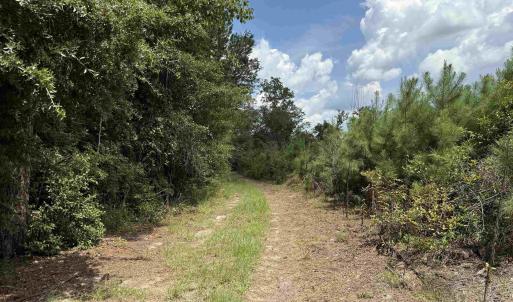 Photo #18 of 97.83 Acres-TBD Sugar Hill Fox Rd., Pamplico, SC 97.8 acres