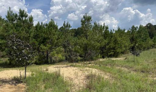 Photo #21 of 97.83 Acres-TBD Sugar Hill Fox Rd., Pamplico, SC 97.8 acres