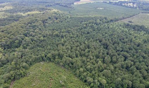 Photo #6 of 97.83 Acres-TBD Sugar Hill Fox Rd., Pamplico, SC 97.8 acres