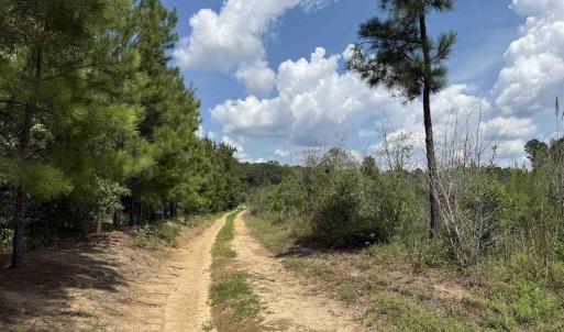 Photo #22 of 97.83 Acres-TBD Sugar Hill Fox Rd., Pamplico, SC 97.8 acres