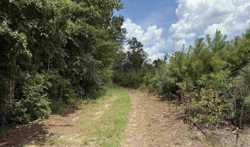 Photo #18 of 97.83 Acres-TBD Sugar Hill Fox Rd., Pamplico, SC 97.8 acres