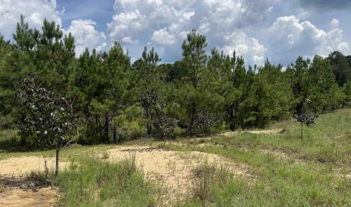 Photo #21 of 97.83 Acres-TBD Sugar Hill Fox Rd., Pamplico, SC 97.8 acres