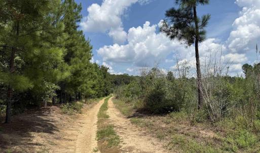 Photo #22 of 97.83 Acres-TBD Sugar Hill Fox Rd., Pamplico, SC 97.8 acres