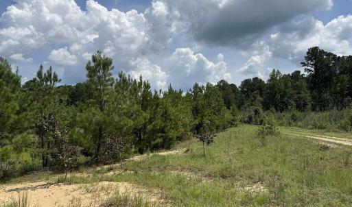 Photo #20 of 97.83 Acres-TBD Sugar Hill Fox Rd., Pamplico, SC 97.8 acres