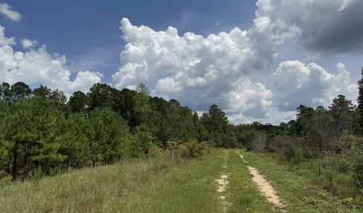 Photo #12 of 97.83 Acres-TBD Sugar Hill Fox Rd., Pamplico, SC 97.8 acres