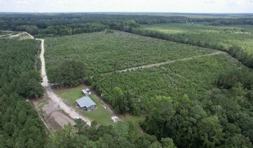Photo #5 of 97.83 Acres-TBD Sugar Hill Fox Rd., Pamplico, SC 97.8 acres