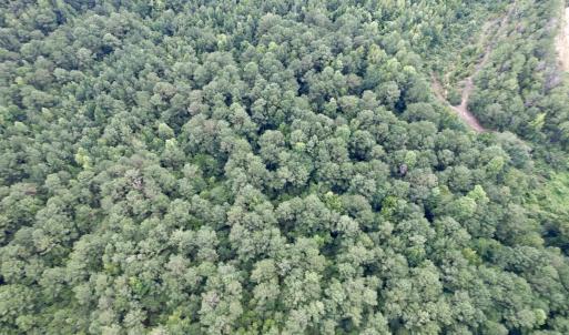 Photo #3 of 97.83 Acres-TBD Sugar Hill Fox Rd., Pamplico, SC 97.8 acres