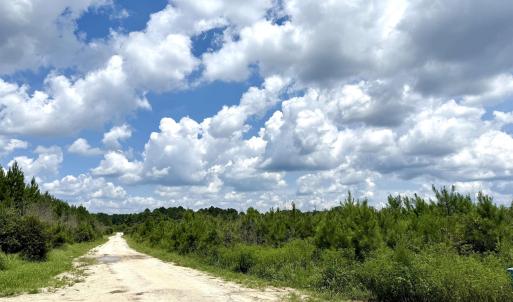 Photo #16 of 97.83 Acres-TBD Sugar Hill Fox Rd., Pamplico, SC 97.8 acres