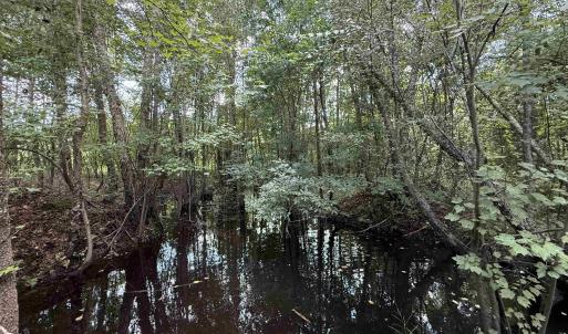 Photo #10 of 97.83 Acres-TBD Sugar Hill Fox Rd., Pamplico, SC 97.8 acres