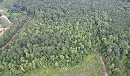 Photo #6 of 97.83 Acres-TBD Sugar Hill Fox Rd., Pamplico, SC 97.8 acres
