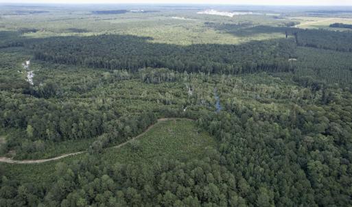 Photo #7 of 97.83 Acres-TBD Sugar Hill Fox Rd., Pamplico, SC 97.8 acres