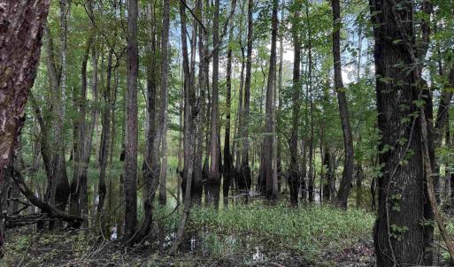 Photo #9 of 97.83 Acres-TBD Sugar Hill Fox Rd., Pamplico, SC 97.8 acres