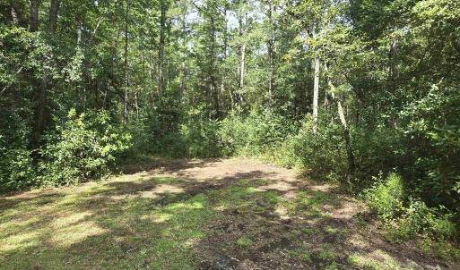 View of wooded area